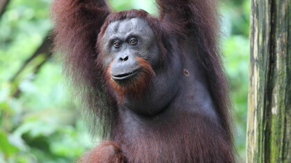 Gehan de Silva Wijeyeratne. Sepilok