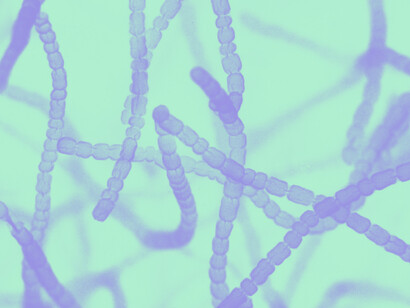 «Streptomyces griseus» bajo el microscopio
