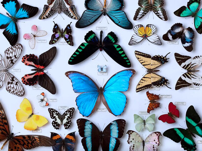 Colección de mariposas: cuando lo conocí, nunca me imaginé que tendría una colección de mariposas muertas pegadas en la pared de su sala