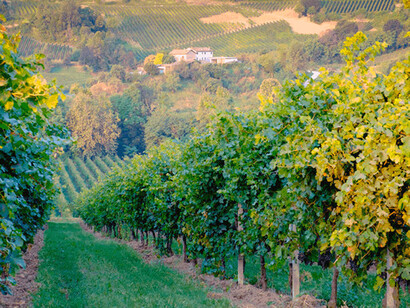 I filari del glera