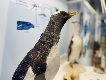 El museo en la Antártida, vista de exhibición. Cortesía de Casa de la Ciencia