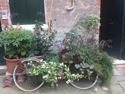 Giardino spontaneo a Venezia