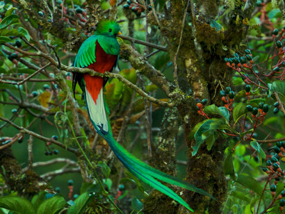 Los quetzales son una especie que en las civilizaciones maya y azteca era sagrada y su plumaje era utilizado para adornar la indumentaria de los reyes y sacerdotes