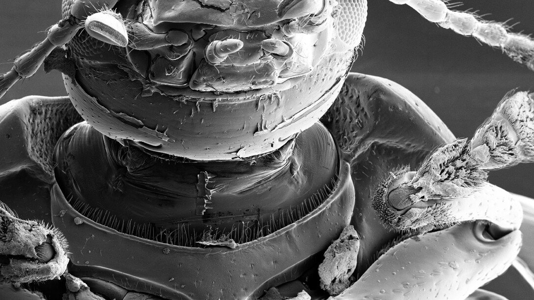 Boyle Family, Studies of Animal Life, Barcelona Site, World Series, 2000-2009 © Boyle Family, Londres