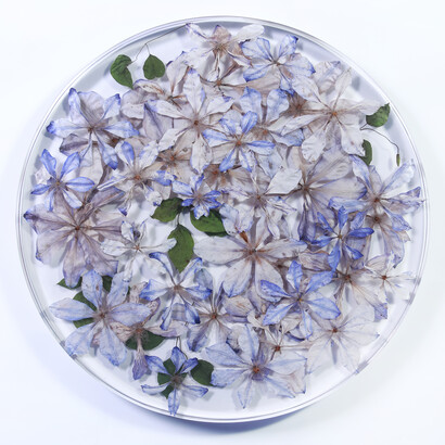 Sasha Sykes, Acuity (clematis). Courtesy of Voltz Clarke Gallery