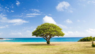 Les arbres sont un exemple parfait du fonctionnement des êtres vivants