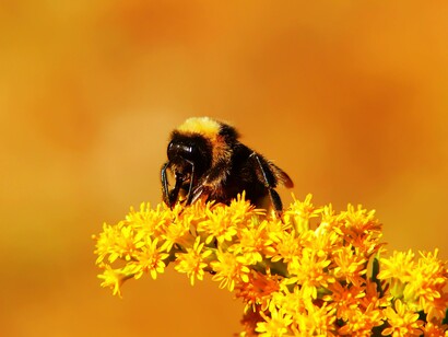 EMR exposure can lead to the decline of animal populations