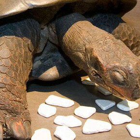 250 Years of Natural Sciences. Courtesy of Royal Belgian Institute of Natural Sciences