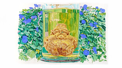 Bocal/cerveau 2, 38 x 57 cm, aquarelle sur papier Saunders Waterford 300g blanc naturel, 2019 