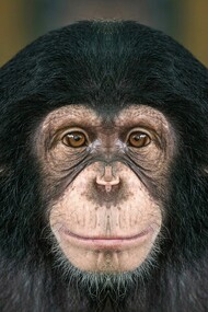 Revenge is a feeling as old as the history of our humanity and of animals too 