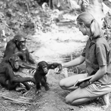 Jane Goodall e la  sua ricerca sugli scimpanzé
