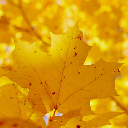 Sun freckled leaves shimmering with bright light