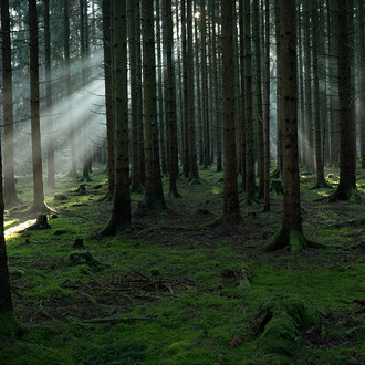 Wim Wenders, Wald I (detail), 2020, 2025. © Wenders Images. Courtesy Bastian Gallery 