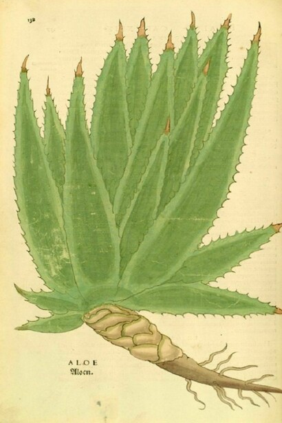 Aloe