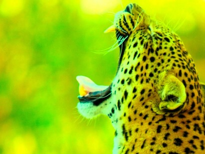 «¿Nuevas elecciones en España? No fastidieeeees»