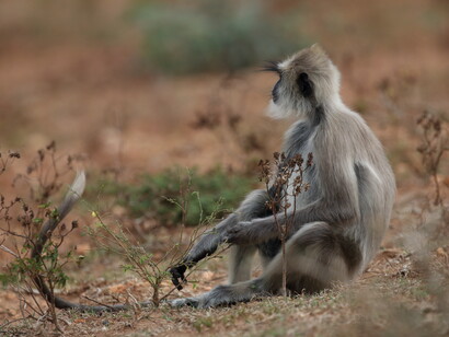 A vigillant Hanuman Langur in Yala Block 5 © Gehan de Silva Wijeyeratne