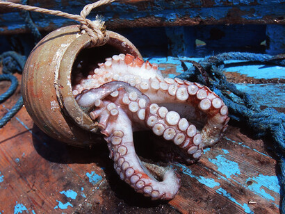 Octopus fishing in Morocco