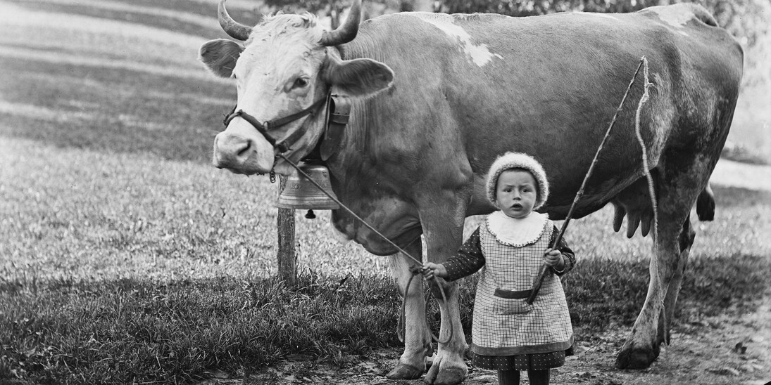 Little girl holding a cow by a halter. Photograph by Johann Schär, Gondiswil BE.
© Staatsarchiv des Kantons Bern