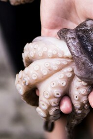 Il crudo di mare barese è un piatto tradizionale della cucina pugliese, composto da frutti di mare freschissimi serviti senza alcuna cottura   