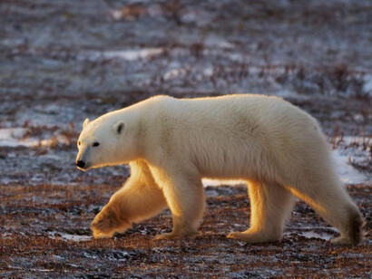 Un orso polare, specie sempre più rara