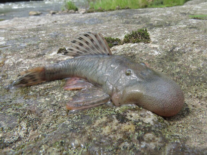 Chaetostoma sp. es una de las especies que la expedición científica de 2024 reveló. Se hallaron 27 nuevas especies, incluyendo peces, mamíferos, anfibios e insectos, ampliando el conocimiento sobre la fauna amazónica
