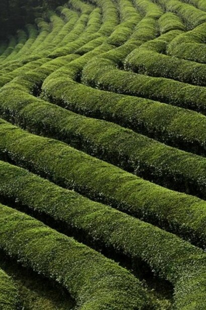 Coltivazione di Camellia Sinensis