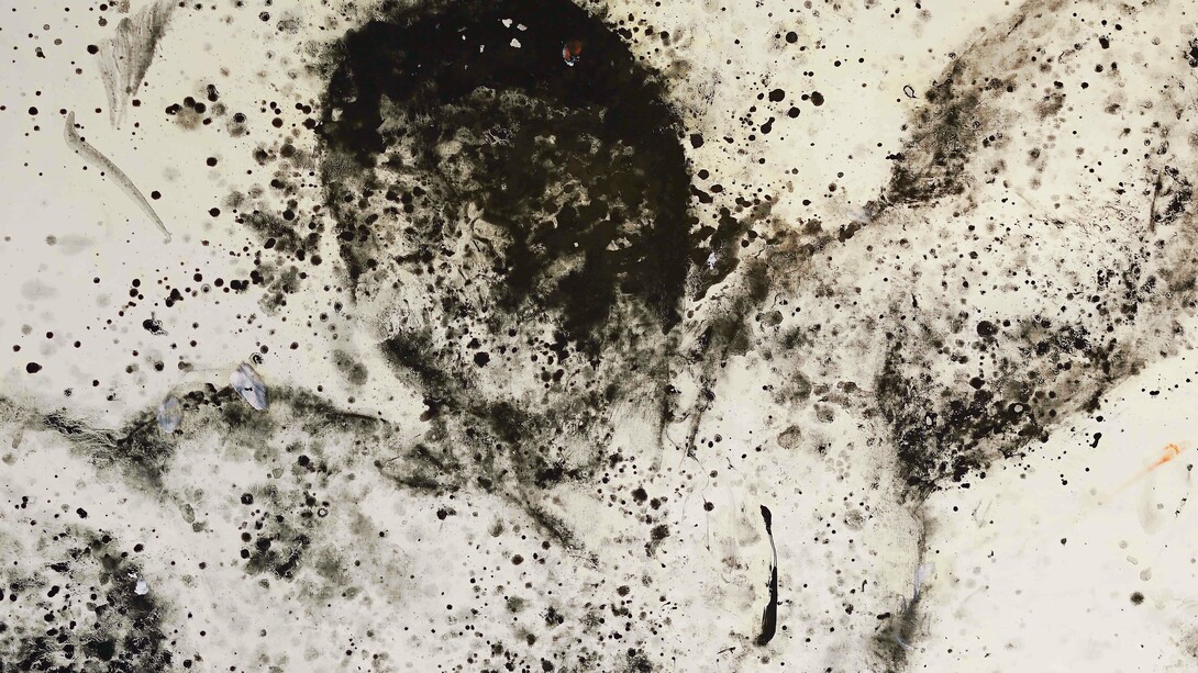 Stare, Ferle. Courtesy of Z Gallery Arts