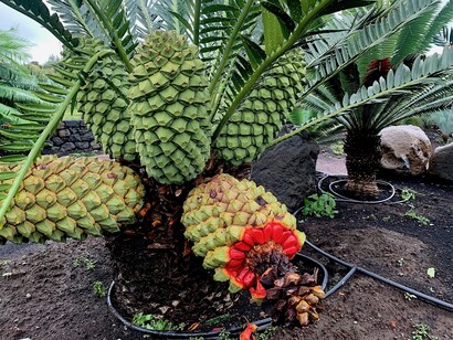 Vivai Faro si trova a Giarre in provincia di Catania, foto Claudia Zanfi