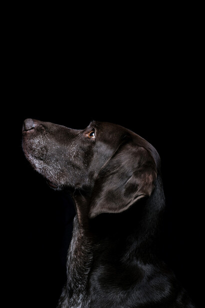 Entre la clientela tengo un can tuerto y rescatado, las circunstancias de cómo perdió el ojo son un misterio