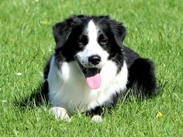 Anche i cani sono molto popolari nei meme. Spesso rappresentano leali e dolci amici dell'uomo, ma a volte possono anche essere goffi e buffi. Meme famosi includono "Doge" (con il suo iconico "such wow, very amaze"), "Cheems", e "This is fine" (il cane seduto in una stanza in fiamme che dice "This is fine")