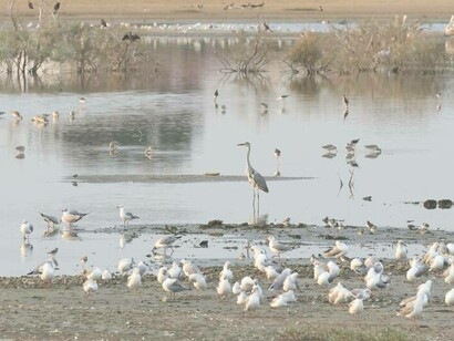 Waterbirds on Bund Road tolerate distant human activity © Gehan de Silva WIjeyeratn