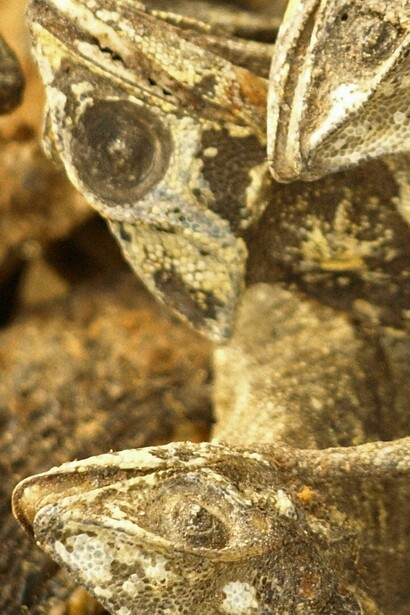 Puesto en el mercado de Akodessewa, Lomé, Togo