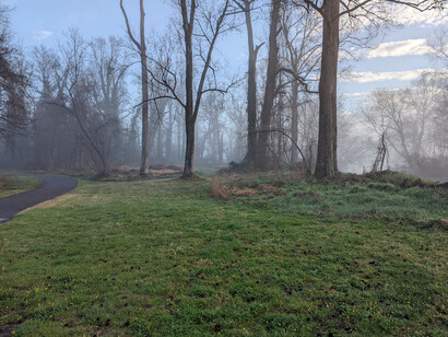 In the tranquil shadows of the wooded paths, a quest for salvia unfolds, revealing layers of introspection amidst the beauty of unexpected encounters and winding roads