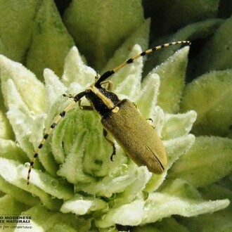 Agapanthia (Synthapsia) kirbyi Gyllenhal, Photo Saltini Lucio; Courtesy GMSN