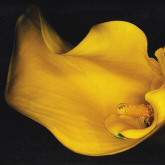 Kayoku Series, by Araki 