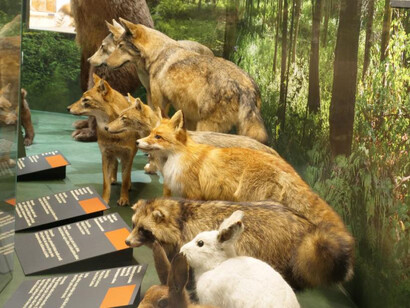 Mammals of Latvia, exhibition view. Courtesy of the Latvian National Museum of Natural History