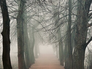 A fog-covered footpath lined with trees in a park during late autumn