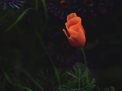 Poppies are herbaceous plants, often grown for their colourful flowers