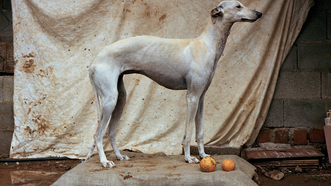 Galgo 2, Martin Usborne, 2015, Tirage pigmentaire sur papier mat, 80 x 100 cm, Edition de 3 + 1 EA, numéroté et signé au dos
