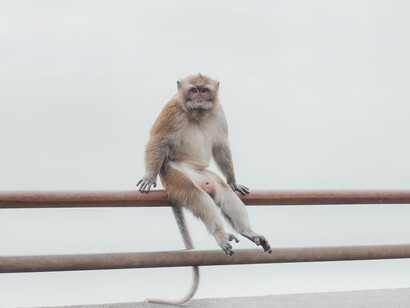 Un eccesso di competizione sessuale tra le femmine si ha in luoghi in cui il cibo è scarso