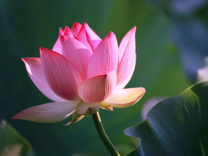 Flor de loto, en el Antiguo Egipto, junto al escarabajo pelotero, el ave fénix y el mismo sol (Re o Ra), los lotos representaban la resurrección