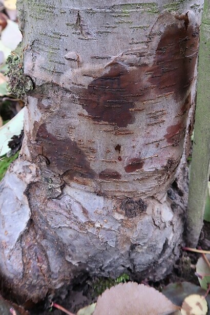 Lesione necrotica su melo causata da Phytophthora 