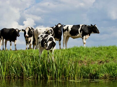 Cows enjoying the freedom of the field despite their milk could contribute to heart disease