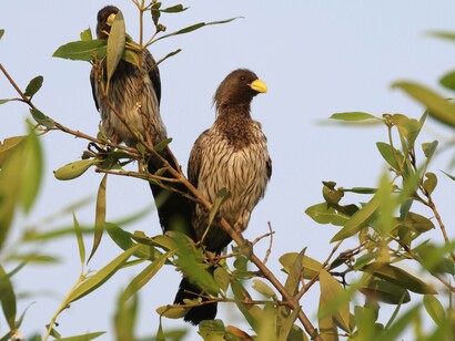 Western Grey Plantain-eaters at Kotu Bridge © Gehan de Silva Wijeyeratne