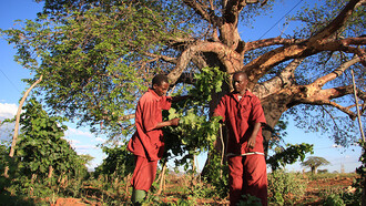 Viticoltura in Tanzania, Africa. Enopolio in Tanzania: Trasformazione di un deposito di cereali nella savana in una moderna cantina enologica