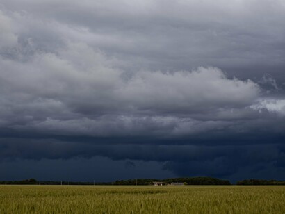 Uma plantação de trigo verde se estende sob nuvens escuras que anunciam a possibilidade de chuva intensa. Durante os períodos mais úmidos, o excesso hídrico pode prejudicar o desenvolvimento das culturas e favorecer a ocorrência de doenças fúngicas