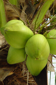 Coconuts