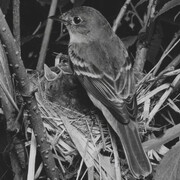 Alder Flycatcher, Great Spruce Head Island, Maine, July 15, 1939
Eliot Porter (1901–1990)