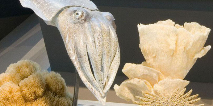 Gallery of Evolution. Courtesy of Royal Belgian Institute of Natural Sciences