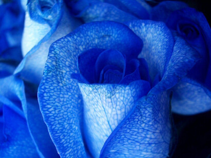 Poesía. Flor azul